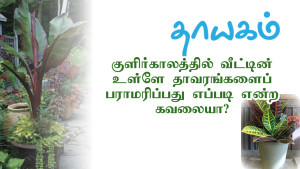 thayagam featured-plantsinside