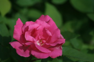 Pinkrose